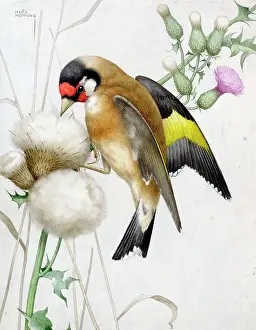 Weeds: Goldfinch on thistle