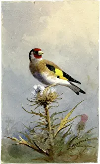 Goldfinch: Goldfinch on a thistle