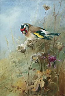 Thistles: Goldfinch on Thistles