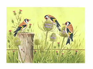 Goldfinches: Goldfinches