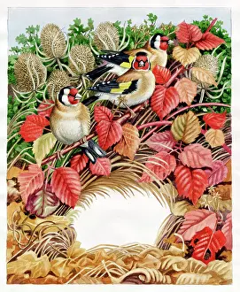 Brambles: Three Goldfinches