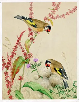 Weeds: Two Goldfinches