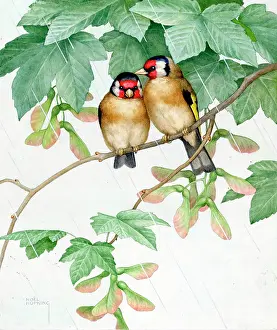 Goldfinch: Two Goldfinches
