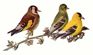 Shares: Goldfinches