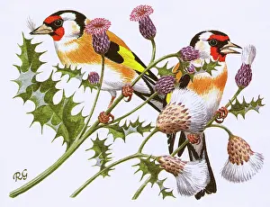 Thistle: Goldfinches