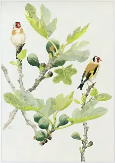 Gillmor: Goldfinches