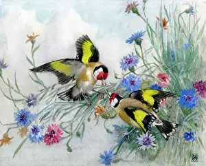 Cornflower: Two goldfinches with cornflowers