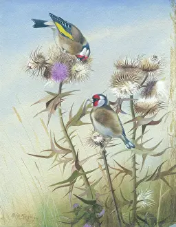 Rickman: Two Goldfinches feeding on thistle down