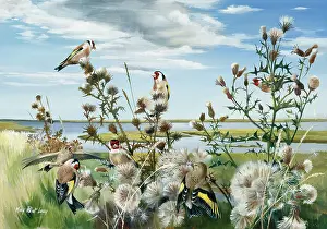Lacey: Goldfinches Feeding on Thistle Seeds