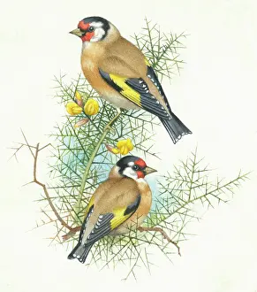 Gorse: Goldfinches – two goldfinches on gorse