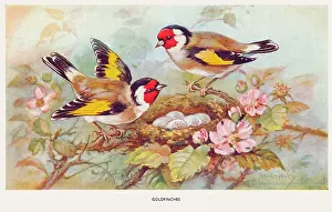 Bowley: Goldfinches with nest of eggs