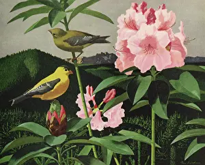 Rhododendron: Goldfinches and Rhodondrons