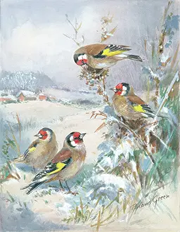 Goldfinches: Goldfinches in the snow