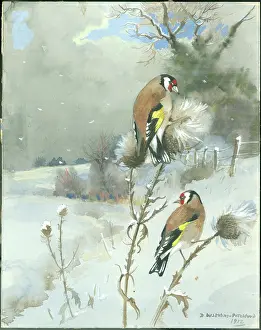 Crapper: Goldfinches in the snow