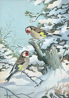 Goldfinches: Two Goldfinches in Snow