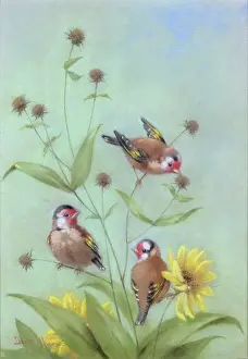 Keene: Three Goldfinches on Sunflowers