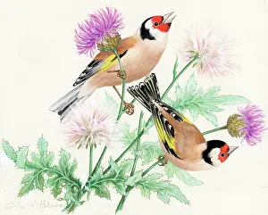 Thistles: Two goldfinches on thistle