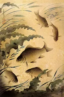 Goldfish: Goldfish, Carassius auratus