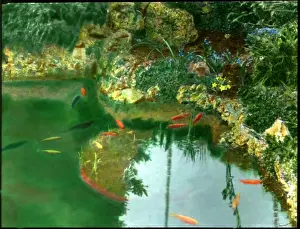 Goldfish: Goldfish in a garden pool