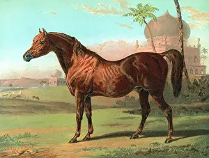 Goldie: GOLDIE ARAB HORSE