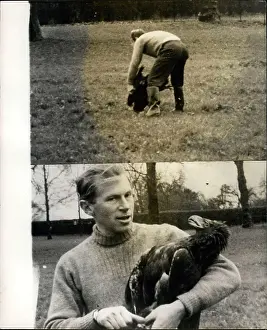 Seagrave: Goldie the Eagle captured and returned to London Zoo