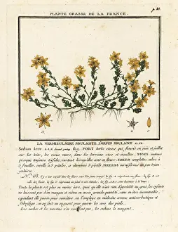 Colour Printing: Goldmoss stonecrop, Sedum acre