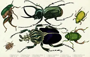 Beetles: GOLIATH BEETLE ETC