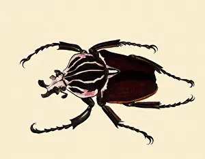 Inches: Goliath Beetle
