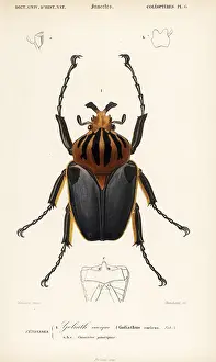 Vaillant: Goliath beetle, Goliathus cacicus
