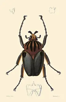 Bugs: Goliath Beetle (Goliathus cacicus)