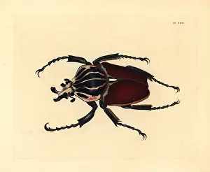 Giganteus: Goliath beetle, Goliathus giganteus