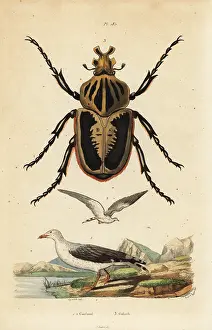 Dictionnaire: Goliath beetle, Goliathus goliatus 1 and common