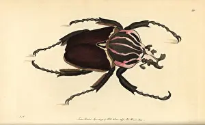 Goliathus: Goliath beetle, Goliathus goliatus