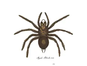 Hahn: Goliath Bird-eating Spider