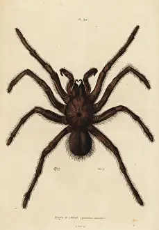 Mygale: Goliath birdeater spider, Theraphosa blondi