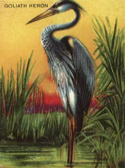 Storks: Goliath Heron