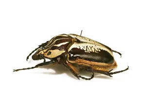 Scarab: Goliathus goliathus, goliath beetle