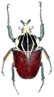Scarab: Goliathus goliathus, goliath beetle