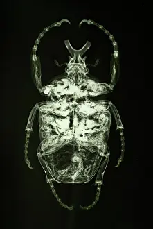 Forensic: Goliathus goliatus, goliath beetle