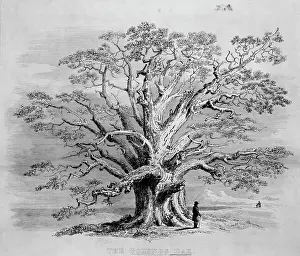 1743 1820: Golynos Oak