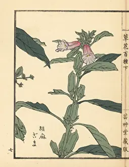 Yamada: Goma or sesame, Sesamum indicum