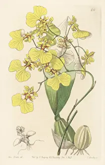 John Lindley: Gomesa bicolor orchid