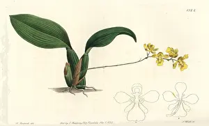 Oncidium: Gomesa cornigera orchid