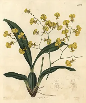 Oncidium: Gomesa flexuosa orchid