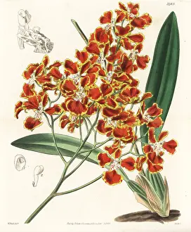 Oncidium: Gomesa forbesii orchid