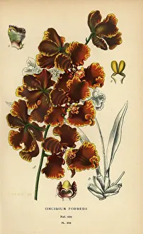 Phalaenopsis: Gomesa forbesii orchid