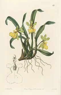 John Lindley: Gomesa uniflora orchid