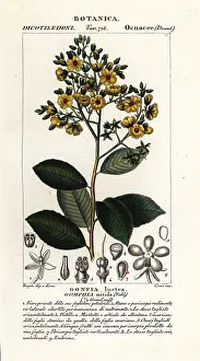 Laxative: Gomphia nitida