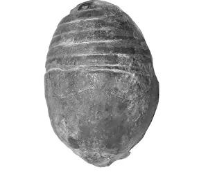 Aguirre: Gomphoceras pyriforme, nautiloid