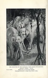 Smit: Gomphotherium species